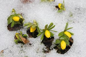 Eranthis hyemalis