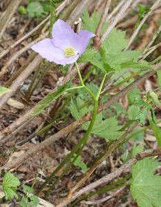 Glaucidium palmatum