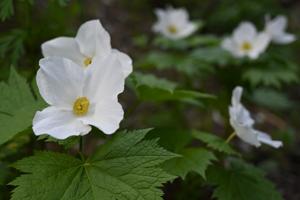 utils/thumbs/Ranunculaceae/Glaucidium_6nhu9jPKzoyFs8fnVtMiKs.jpg