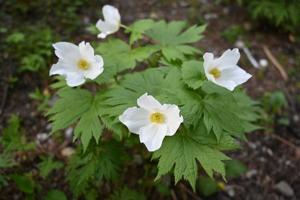 Glaucidium palmatum var. leucanthum