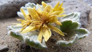 utils/thumbs/Ranunculaceae/Hamadryas_QtUaUiFLGMiAY3ZeLdtMXw.jpg