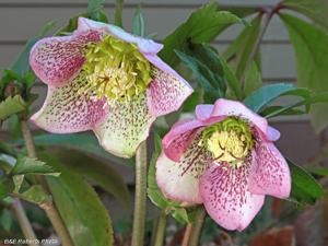 Helleborus orientalis