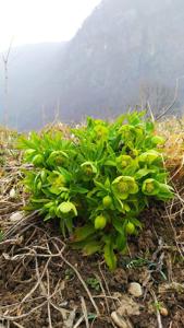 Helleborus viridis