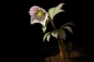 Helleborus thibetanus