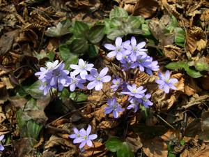 Hepatica nobilis