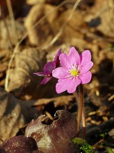 Hepatica nobilis