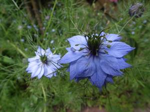 Nigella damascena