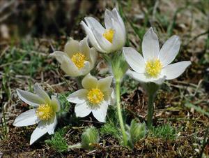 Pulsatilla vulgaris
