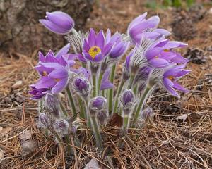 Pulsatilla grandis