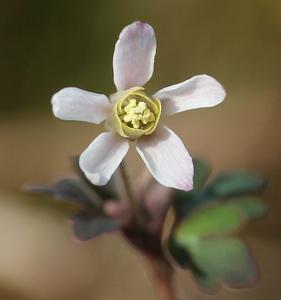 utils/thumbs/Ranunculaceae/Semiaquilegia_G9FXMohsUWSb5ytrDUBzqt.jpg