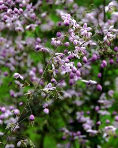 Thalictrum delavayi