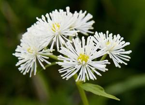 utils/thumbs/Ranunculaceae/Trautvetteria_nZAjUaKuwbrG4HTGhpwupd.jpg