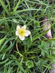 Trollius komarovii