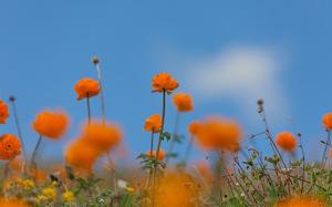 Trollius asiaticus