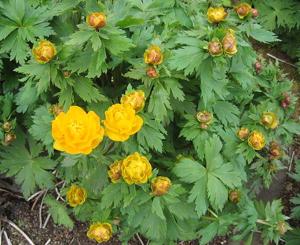 Trollius asiaticus