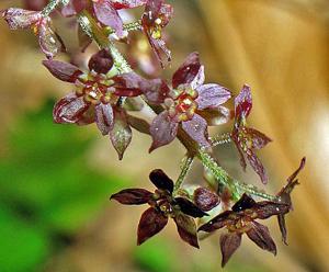 Xanthorhiza simplicissima