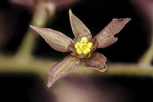 utils/thumbs/Ranunculaceae/Xanthorhiza_coPWrd35ryjRYudTckvoQN.jpg