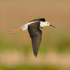 Himantopus himantopus