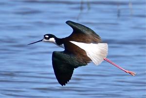Himantopus mexicanus