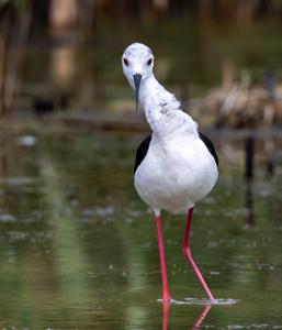 Himantopus himantopus