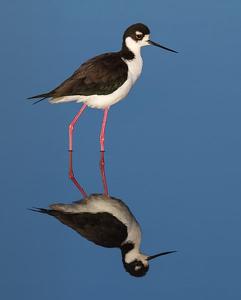 Himantopus mexicanus