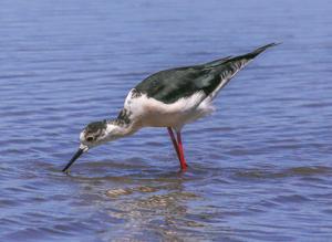 Himantopus himantopus