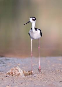 Himantopus mexicanus