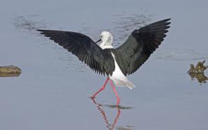 Himantopus himantopus