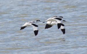 Recurvirostra avosetta