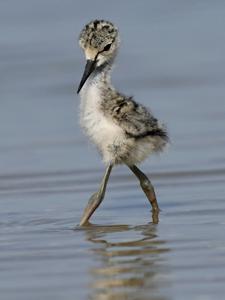 Recurvirostra avosetta