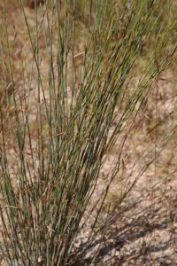 Dapsilanthus disjunctus