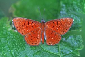 utils/thumbs/Riodinidae/Calospila_DLiGWF8CeWRqAfJBRiEDji.jpg