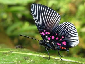 utils/thumbs/Riodinidae/Lyropteryx_Uw69NQZMzqQXaKupdE4qE8.jpg