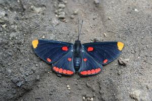utils/thumbs/Riodinidae/Melanis_au3krGoBijJ8y4YHp3PH42.jpg