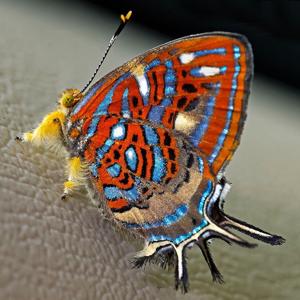 utils/thumbs/Riodinidae/Sarota_G23Na2UfEkbNq4jUM8m2Wr.jpg