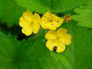 Aremonia agrimonoides