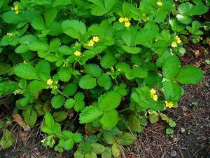 Aremonia agrimonoides