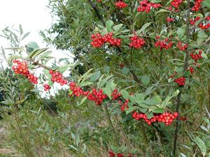 Cotoneaster bullatus