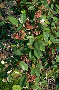 Cotoneaster lacteus