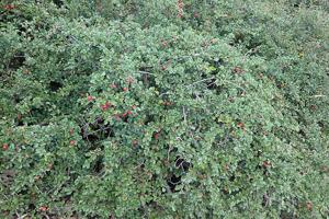 Cotoneaster apiculatus