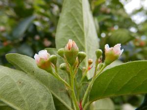 Cotoneaster lucidus