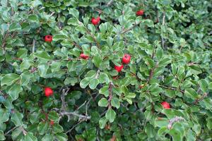 Cotoneaster apiculatus
