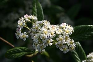 Cotoneaster salicifolius