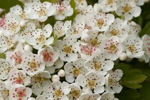 Crataegus monogyna