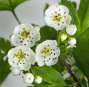 utils/thumbs/Rosaceae/Crataegus_RLn7vUFnssgfgK6FPDrVi5.jpg