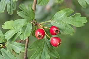 Crataegus monogyna
