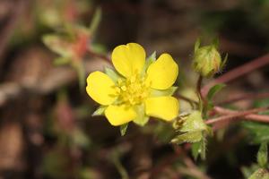 Potentilla fragarioides