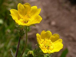Potentilla glaucophylla