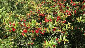 utils/thumbs/Rosaceae/Pyracantha_TH4J5Vmy3bW5xdWDPJFjNy.jpg
