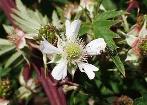 Rubus laciniatus